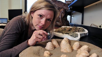 Dinosaurs sat on nests like birds, shells reveal