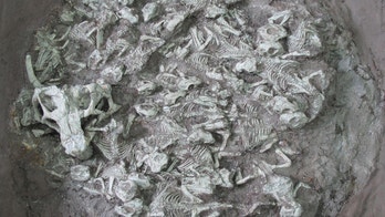 Nest of young dinosaurs with 'babysitter' discovered