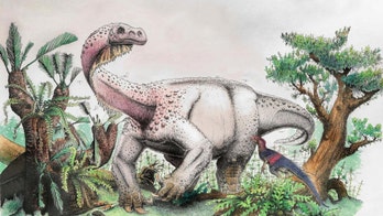 Amazing giant dinosaur discovery: New dino species identified
