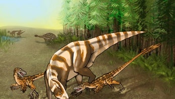 New dinosaur's powerful sniffer helped it track prey