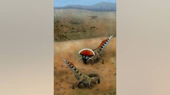 Sexy signal? Frill and horns may have helped dinosaur communicate