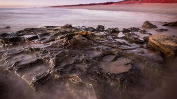 World's largest dinosaur footprint discovered in Australia
