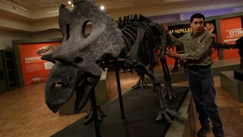 Asteroid that killed dinosaurs may have darkened Earth for two years