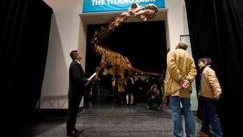 Experts proclaim newly-named Patagotitan dinosaur species the largest ever discovered