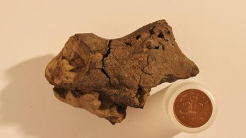 Scientists identify fossilized dinosaur brain tissue for first time ever
