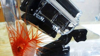 Stayin' alive: Disco clam has a flashy defense strategy