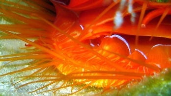 How 'disco clams' put on undersea light shows