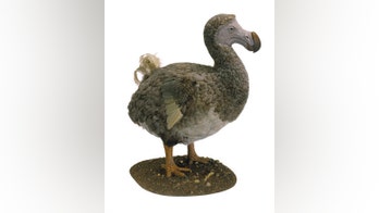 Dodos were quite intelligent, study says