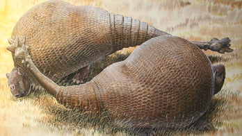 This strange creature was related to modern armadillos