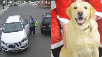Car stolen with sick yellow lab inside