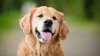Study aims to uncover why cancer plagues golden retrievers