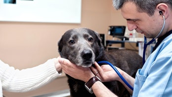 Mystery disease killing Ohio dogs