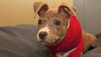 Paws for a Cause: Healing Haven Animal Fund