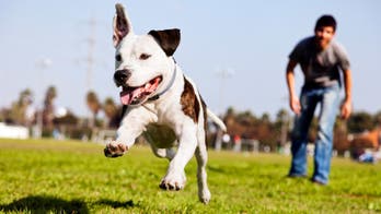 9 Ingredients of a Great Neighborhood, Ranked