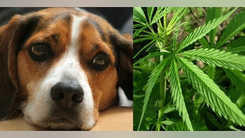 Medical marijuana for your pet?