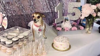 Texas woman throws quinceanera for her dog: 'She loved it'