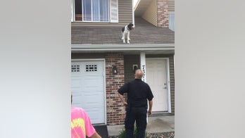 Dog stuck on roof of Minnesota home is brought inside to safety