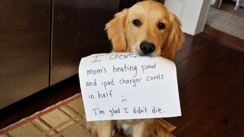 Pet-damage pricetag reaches $3 billion per year, study claims