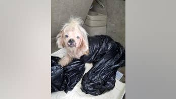 Pup ‘crawling with infection’ found in trash bag, Virginia animal control says