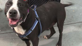 Missing dog reunited with owner after four years