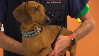 Here's how dogs understand humans