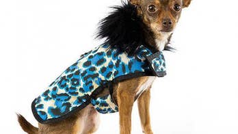 Winter accessories for your pet