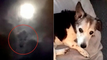 Grieving dog owner's full moon photo goes viral