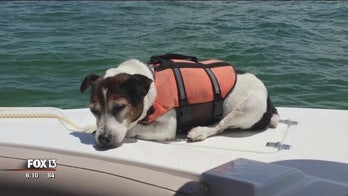Jack Russell terrier spotted in life vest after spending several hours adrift at sea