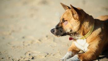 Tourists to Bali are fed dog meat unwittingly, Australian investigation discovers