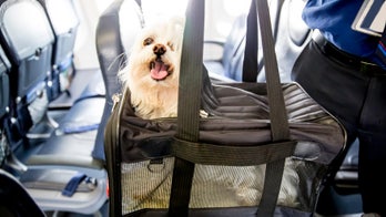 What you need to know about flying with your dog