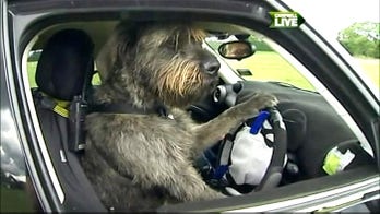 Trainers teach dogs to drive cars