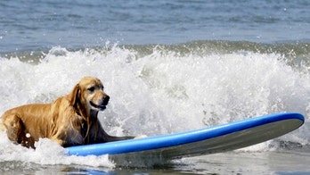 Pooch package gives your dog a $74,000 vacation