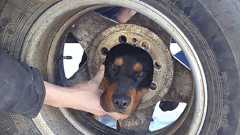 Montana fire department rescues dog who got his head wedged in wheel