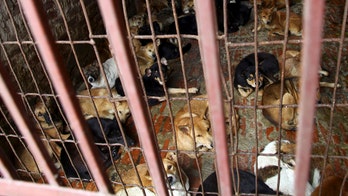 Officials in Vietnamese capital of Hanoi ask residents to stop eating dog meat