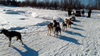 Sled dogs save car stuck in snow