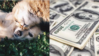 Dog-owners and cat-owners prefer different movies, make different salaries, says study