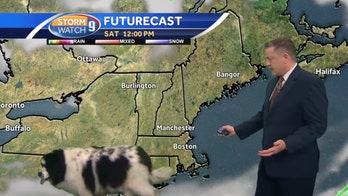 Dog strolls through live weather forecast in New Hampshire