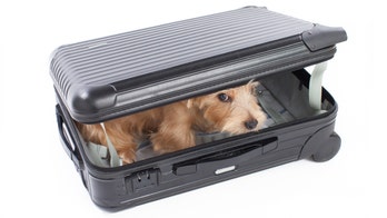 Sneaky dog travels from Hong Kong to Japan in owner’s checked luggage