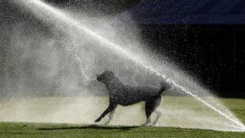 Help your four-legged friend beat the heat