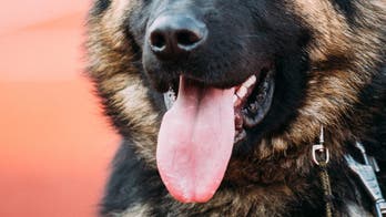 Wisconsin woman's death linked to bacteria from dog saliva, doctors believe