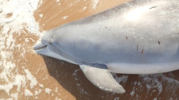Pregnant dolphin shot and killed in Mississippi; wildlife officials offer $11K reward for information