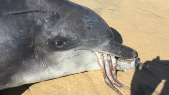 Graphic images show dolphin that choked on octopus in Australia