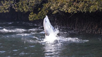 Dolphins taught each other to moonwalk - but it was just a fad