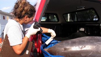 Virus likely causing mass dolphin die-off, NOAA says