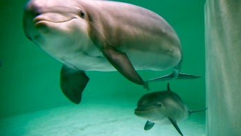 Loud fish orgies could make dolphins deaf, scientists say