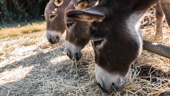 Donkeys jailed after eating expensive plants on prison grounds