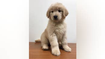 Golden retriever puppy stolen from service dog training facility