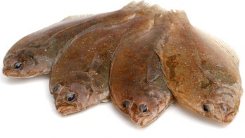 Caught Dover sole 'jumped' down angler's throat, nearly kills him