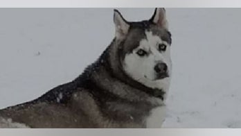 Disabled US Army veteran's service dog found shot in head, dumped near railroad tracks