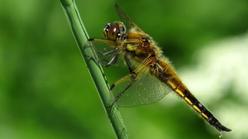 Scientists tap dragonfly vision to build a better bionic eye